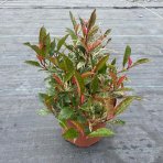 Červienka Fraserova (Photinia × fraseri) ‘LITTLE FENNA’ - výška 15-25, kont. C2L